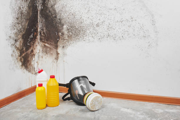 Best Black Mold Removal  in Tampa, FL