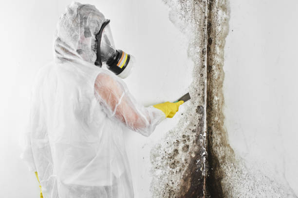 Best Mold Damage Repair  in Tampa, FL