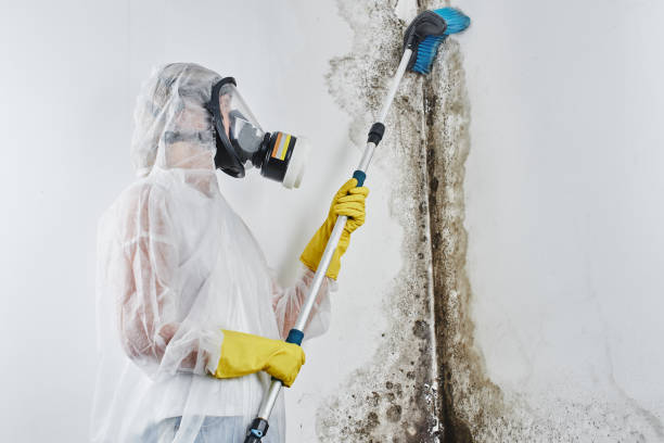 Best Toxic Mold Removal  in Tampa, FL