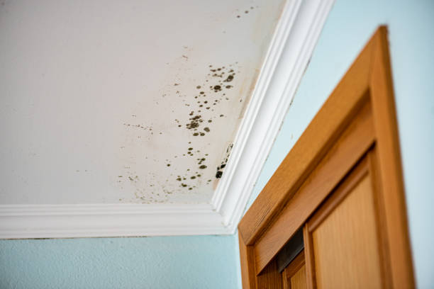 Best Attic Mold Removal  in Tampa, FL