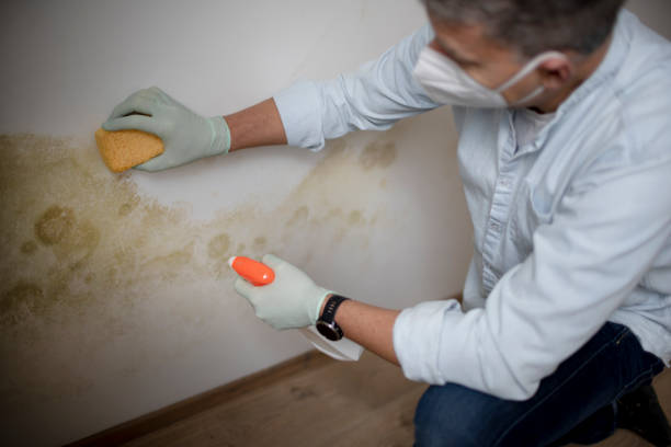 Tampa, FL Mold Removal Company