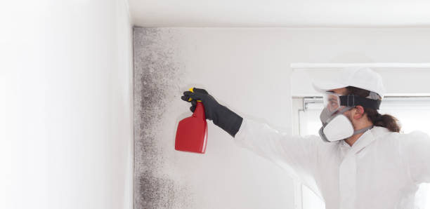 Best Mold Remediation Services  in Tampa, FL