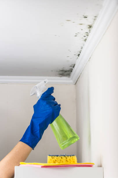 Best Fast Mold Removal  in Tampa, FL